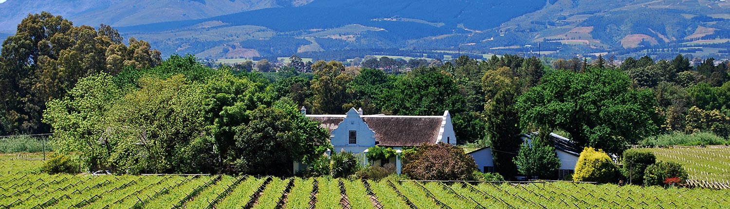 Paarl Vineyards