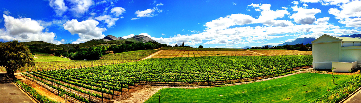 Paarl Vineyards